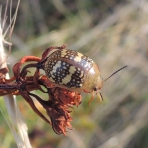 Paropsis pictipennis at Paddys River, ACT - 17 Jan 2023 06:56 PM