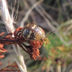 Paropsis pictipennis at Paddys River, ACT - 17 Jan 2023