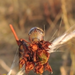 Paropsis pictipennis at Paddys River, ACT - 17 Jan 2023