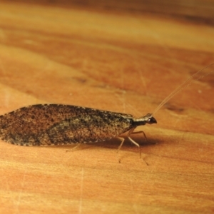 Oedosmylus tasmaniensis at Conder, ACT - 17 Jan 2023