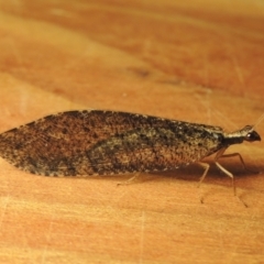 Oedosmylus tasmaniensis at Conder, ACT - 17 Jan 2023