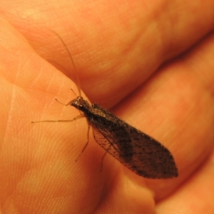 Oedosmylus tasmaniensis at Conder, ACT - 17 Jan 2023