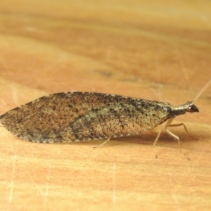 Oedosmylus tasmaniensis at Conder, ACT - 17 Jan 2023