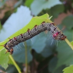 Phalaenoides glycinae (Grapevine Moth) at Pollinator-friendly garden Conder - 24 Jan 2023 by michaelb