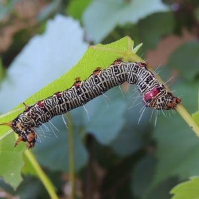 Phalaenoides glycinae (Grapevine Moth) at Conder, ACT - 25 Jan 2023 by michaelb