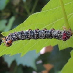 Phalaenoides glycinae at Conder, ACT - 25 Jan 2023