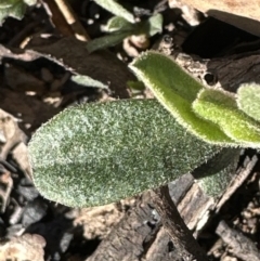 Hibbertia obtusifolia (Grey Guinea-flower) at Aranda, ACT - 8 Aug 2023 by lbradley