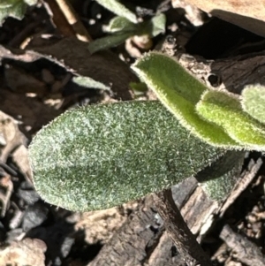 Hibbertia obtusifolia at Belconnen, ACT - 8 Aug 2023