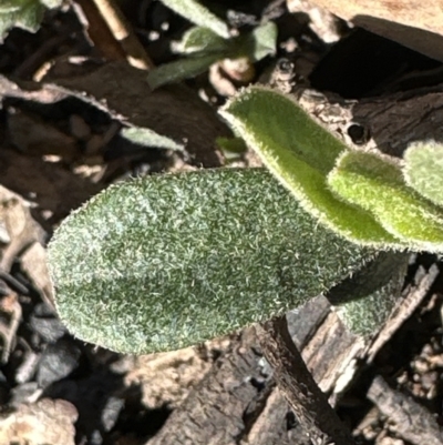 Hibbertia obtusifolia (Grey Guinea-flower) at Aranda Bushland - 8 Aug 2023 by lbradley