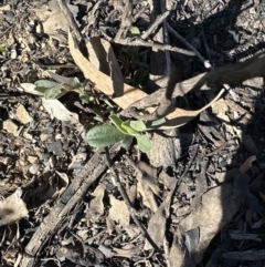 Hibbertia obtusifolia at Aranda, ACT - 8 Aug 2023 03:12 PM