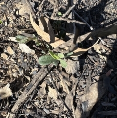 Hibbertia obtusifolia at Belconnen, ACT - 8 Aug 2023