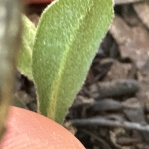 Hibbertia obtusifolia at Belconnen, ACT - 8 Aug 2023