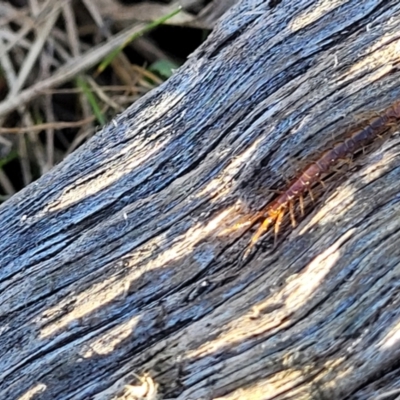 Lithobiomorpha (order) (Unidentified stone centipede) at Crace Grasslands - 9 Aug 2023 by trevorpreston