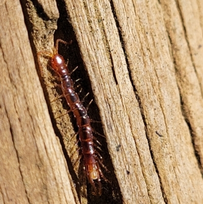 Lithobiomorpha (order) (Unidentified stone centipede) at Crace Grasslands - 9 Aug 2023 by trevorpreston