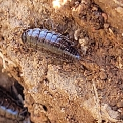 Philosciidae (family) (A terrestrial ispodod) at Crace Grasslands - 9 Aug 2023 by trevorpreston