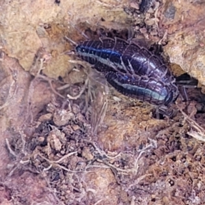 Philosciidae (family) at Lyneham, ACT - 9 Aug 2023