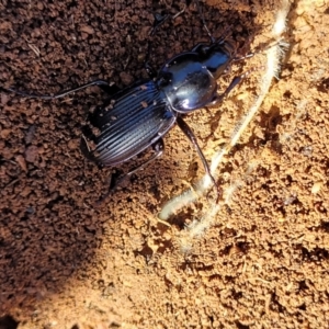 Sarticus sp. (genus) at Lyneham, ACT - 9 Aug 2023