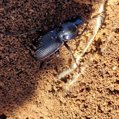 Sarticus sp. (genus) (Predatory ground beetle) at Lyneham, ACT - 9 Aug 2023 by trevorpreston