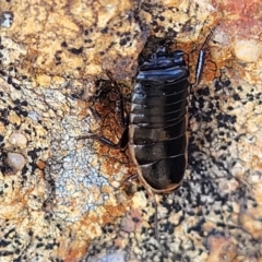 Melanozosteria dookiensis (Dookie woodland cockroach) at Lyneham, ACT - 9 Aug 2023 by trevorpreston