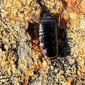 Melanozosteria dookiensis at Lyneham, ACT - 9 Aug 2023