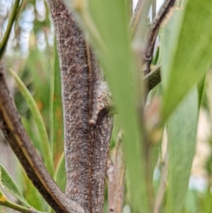 Pararguda nasuta at Amaroo, ACT - suppressed