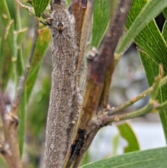 Pararguda nasuta at Amaroo, ACT - suppressed