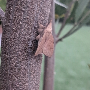 Pararguda nasuta at Amaroo, ACT - suppressed