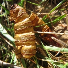 Hepialidae sp. (family) IMMATURES (Unidentified IMMATURE Swift or Ghost Moth) at Mount Majura - 9 Aug 2023 by Evie