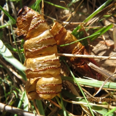 Hepialidae sp. (family) IMMATURES (Unidentified IMMATURE Swift or Ghost Moth) at Majura, ACT - 9 Aug 2023 by Evie