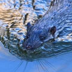 Hydromys chrysogaster (Rakali or Water Rat) at Fyshwick, ACT - 8 Aug 2023 by davidcunninghamwildlife