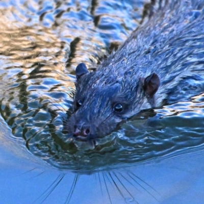 Hydromys chrysogaster (Rakali or Water Rat) at JER550: JWs - Jerra Ck @ Board Walk - 8 Aug 2023 by davidcunninghamwildlife