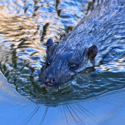 Hydromys chrysogaster (Rakali or Water Rat) at Fyshwick, ACT - 8 Aug 2023 by davidcunninghamwildlife