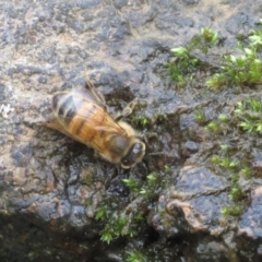 Apis mellifera (European honey bee) at Majura, ACT - 9 Aug 2023 by Evie