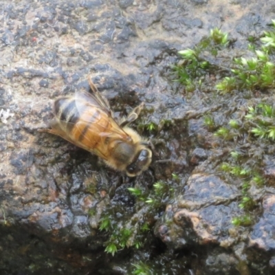 Apis mellifera (European honey bee) at Mount Majura - 9 Aug 2023 by Evie