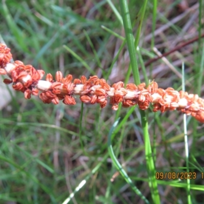 Allocasuarina verticillata (Drooping Sheoak) at Mount Majura - 9 Aug 2023 by Evie