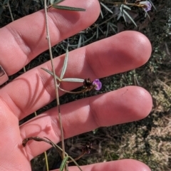 Glycine clandestina (Twining Glycine) at Mount Mugga Mugga - 9 Aug 2023 by stofbrew