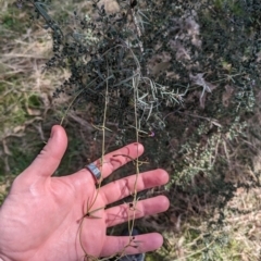 Glycine clandestina at Jerrabomberra, ACT - 9 Aug 2023