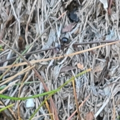 Papyrius sp. (genus) at Jerrabomberra, ACT - 9 Aug 2023