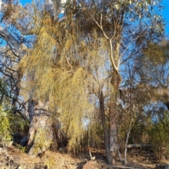 Allocasuarina verticillata (Drooping Sheoak) at Jerrabomberra, ACT - 9 Aug 2023 by Mike