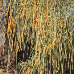 Allocasuarina verticillata at Jerrabomberra, ACT - 9 Aug 2023 04:06 PM