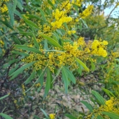 Acacia rubida (Red-stemmed Wattle, Red-leaved Wattle) at Callum Brae - 9 Aug 2023 by Mike