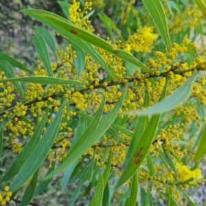 Acacia rubida at Jerrabomberra, ACT - 9 Aug 2023