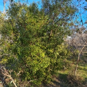 Hakea salicifolia subsp. salicifolia at Symonston, ACT - 9 Aug 2023 03:45 PM