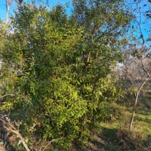 Hakea salicifolia subsp. salicifolia at Symonston, ACT - 9 Aug 2023