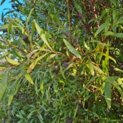 Hakea salicifolia subsp. salicifolia at Symonston, ACT - 9 Aug 2023