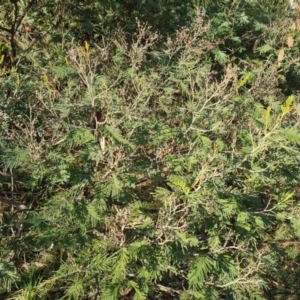 Acacia mearnsii at Jerrabomberra, ACT - 9 Aug 2023