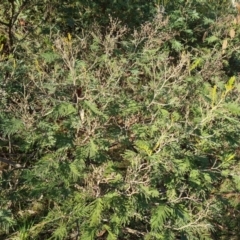 Acacia mearnsii (Black Wattle) at Jerrabomberra, ACT - 9 Aug 2023 by Mike