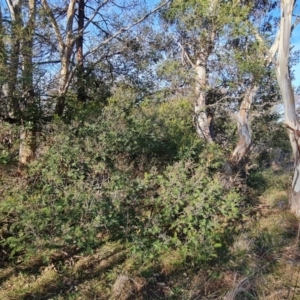 Acacia mearnsii at Jerrabomberra, ACT - 9 Aug 2023