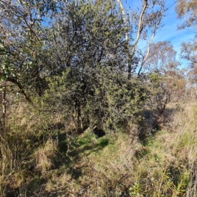 Callistemon sp. (A Bottlebrush) at Callum Brae - 9 Aug 2023 by Mike