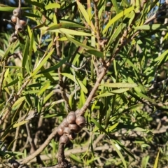 Callistemon sp. at Jerrabomberra, ACT - 9 Aug 2023